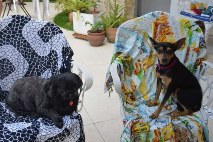 Cachorro ra a English Toy Terrier idade 3 anos nome Magrelinha