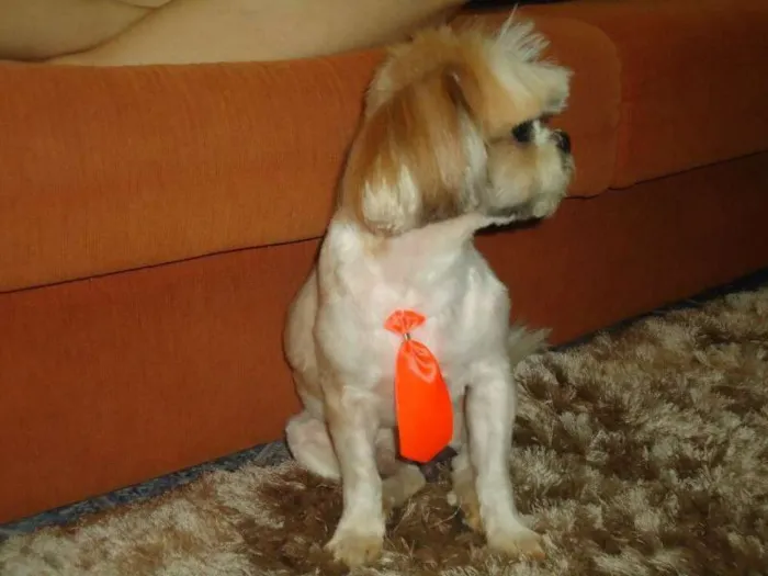 Cachorro ra a Shitzu idade 5 anos nome Bobby