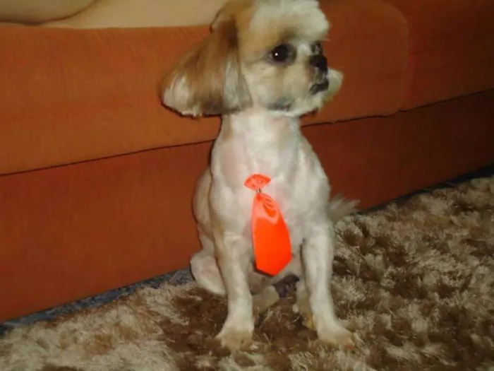 Cachorro ra a Shitzu idade 5 anos nome Bobby