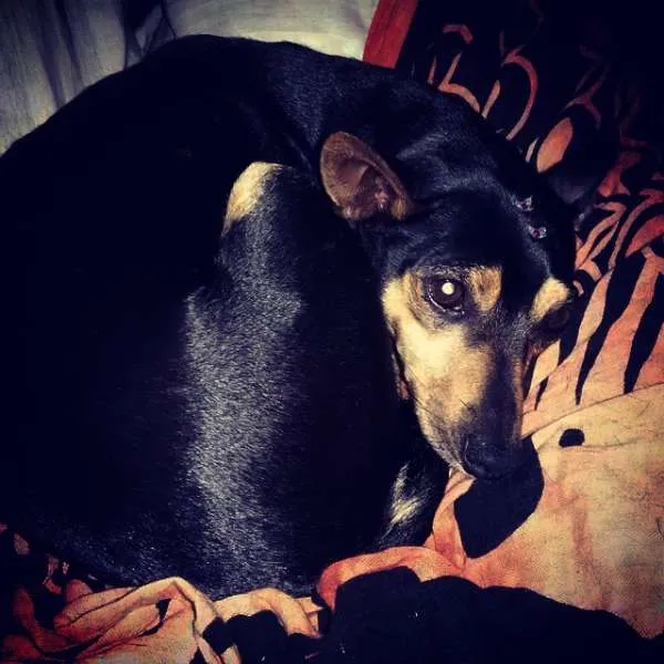 Cachorro ra a English Toy Terrier idade 3 anos nome Magrelinha