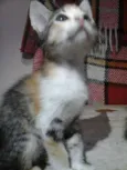 Tigrada
