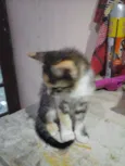 Tigrada