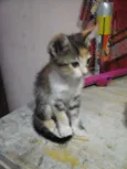 Tigrada