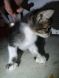 Tigrado