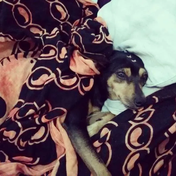 Cachorro ra a English Toy Terrier idade 3 anos nome Magrelinha