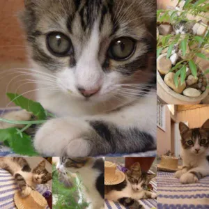 Gato raça  idade 2 a 6 meses nome -----