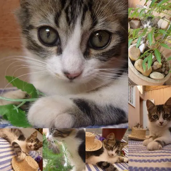 Gato ra a  idade 2 a 6 meses nome -----