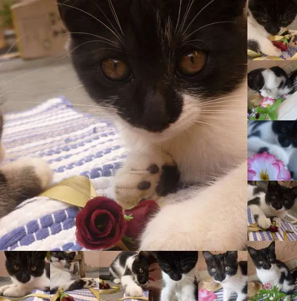 Gato ra a  idade 2 a 6 meses nome -----