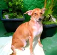 Cachorro raça Indefinida idade 2 anos nome Priscila