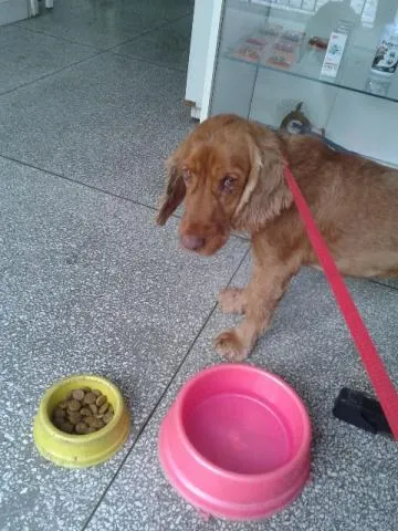 Cachorro ra a Cocker idade 1 ano nome Boris