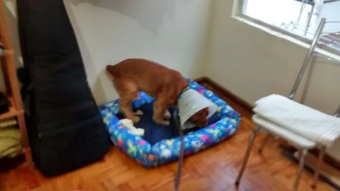 Cachorro ra a Cocker idade 1 ano nome Boris