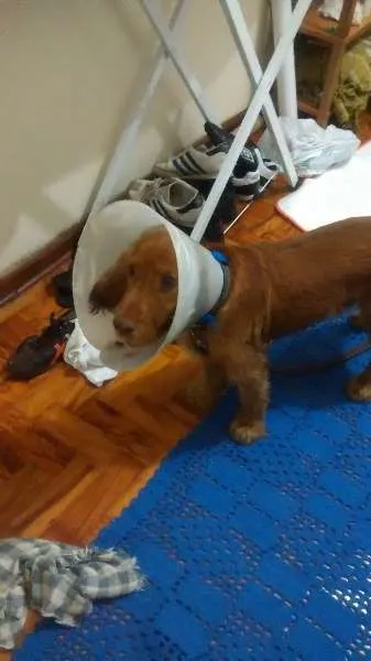 Cachorro ra a Cocker idade 1 ano nome Boris