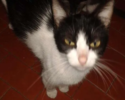 Gato ra a SRD idade 7 a 11 meses nome Coruja