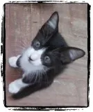 Gato raça srd idade Abaixo de 2 meses nome malbec