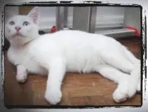 Gato ra a SRD idade 2 a 6 meses nome algodão
