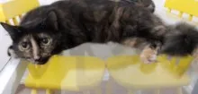 Gato raça srd idade 2 a 6 meses nome lyli