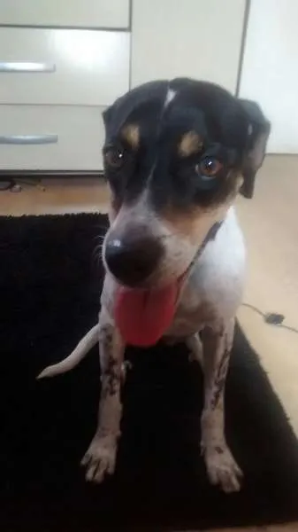 Cachorro raça SRD idade 2 anos nome XXXXX