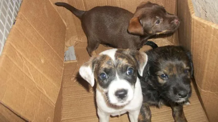 Cachorro ra a  idade Abaixo de 2 meses nome ainda nao tem nome