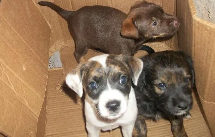 Cachorro ra a  idade Abaixo de 2 meses nome ainda nao tem nome