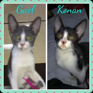 Gato raça SRD idade 2 a 6 meses nome Gael e Konan