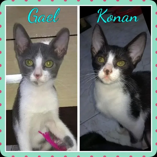 Gato ra a SRD idade 2 a 6 meses nome Gael e Konan