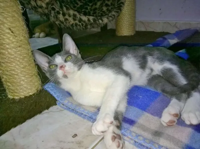 Gato ra a SRD idade 2 a 6 meses nome Gael e Konan