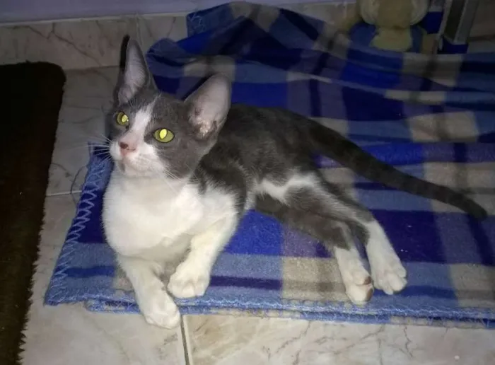 Gato ra a SRD idade 2 a 6 meses nome Gael e Konan