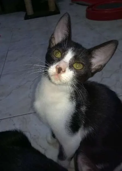 Gato ra a SRD idade 2 a 6 meses nome Gael e Konan