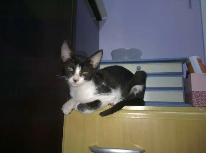 Gato ra a SRD idade 2 a 6 meses nome Gael e Konan