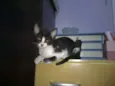 Gael e Konan