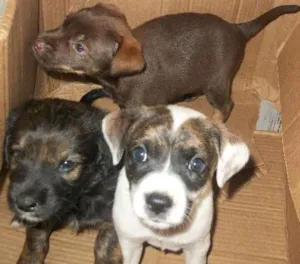 Cachorro raça  idade Abaixo de 2 meses nome ainda nao tem nome