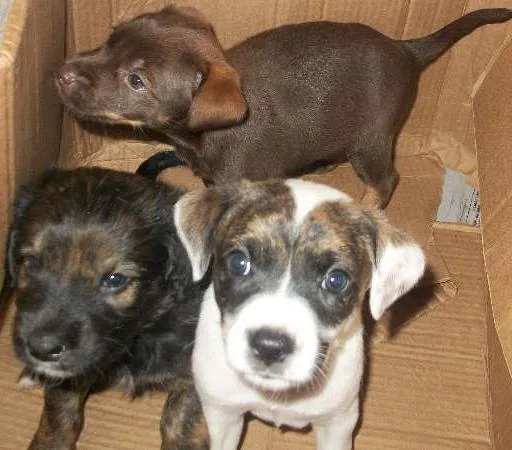 Cachorro ra a  idade Abaixo de 2 meses nome ainda nao tem nome