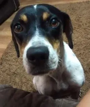 Cachorro raça SRD idade 2 anos nome XXXXX