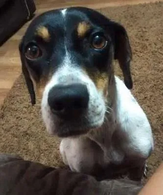 Cachorro raça SRD idade 2 anos nome XXXXX