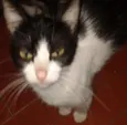 Coruja