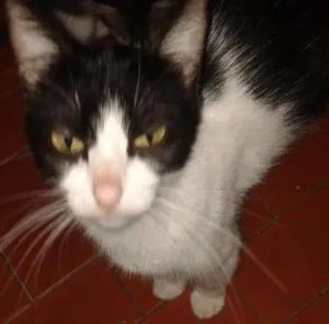 Gato raça SRD idade 7 a 11 meses nome Coruja