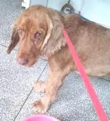 Cachorro raça Cocker idade 1 ano nome Boris