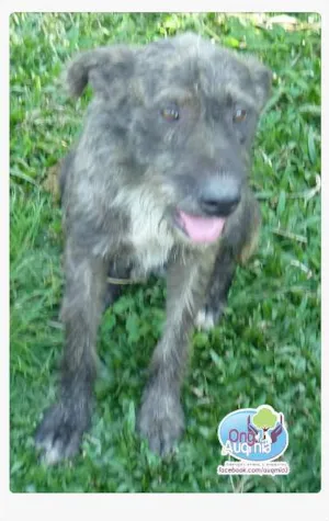Cachorro raça SRD idade 2 anos nome Didi