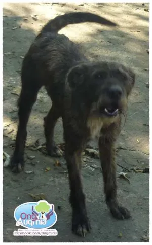 Cachorro raça SRD idade 2 anos nome Dede