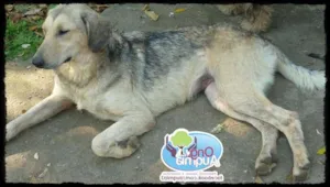 Cachorro raça SRD idade 2 anos nome Comprida