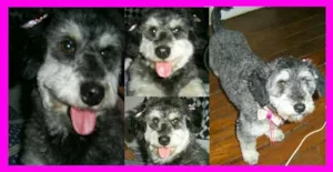 Cachorro raça Poodle idade 5 anos nome Madelanny