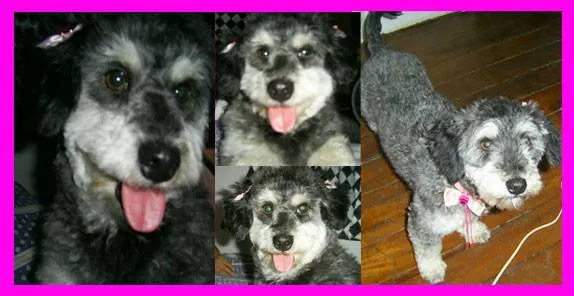 Cachorro raça Poodle idade 5 anos nome Madelanny