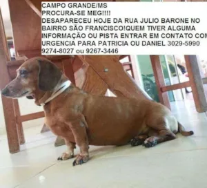 Cachorro raça daschund salsicha idade 6 ou mais anos nome meg