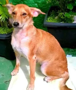 Cachorro raça Indefinida idade 2 anos nome Priscila