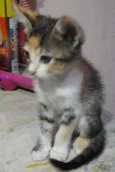 Tigrada