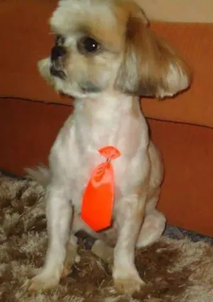 Cachorro raça Shitzu idade 5 anos nome Bobby