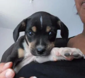 Cachorro raça Mestiço de basset idade Abaixo de 2 meses nome a definir