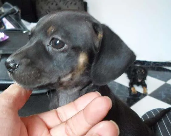 Cachorro ra a mestiço de basset idade Abaixo de 2 meses nome a definir