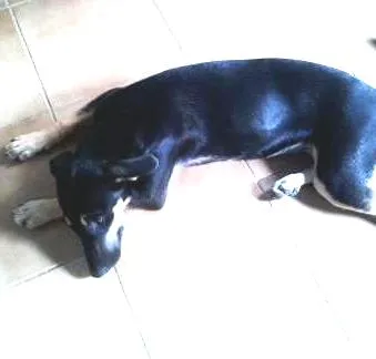 Cachorro ra a  idade  nome neguinha
