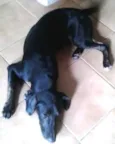 fumaça